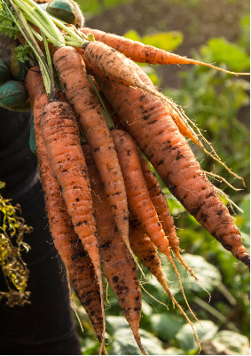 Bunch of freshly harvested carrots with soil and green tops