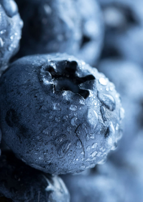 Close-up of a fresh blueberry with water droplets