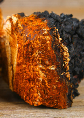 Chaga mushroom chunk with a black outer crust and orange interior