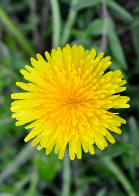Yellow dandelion flower in bloom