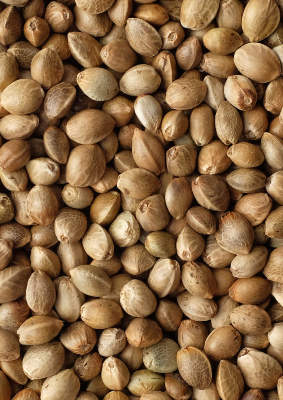 A close up of shelled hemp seeds