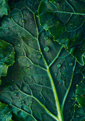 Close-up of a fresh kale leaf with water droplets