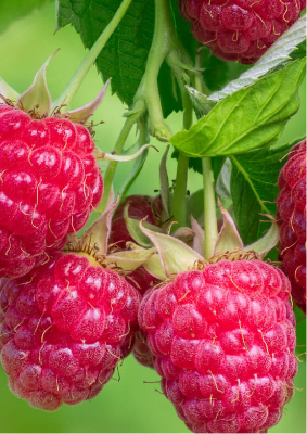 Ripe raspberries on the vine
