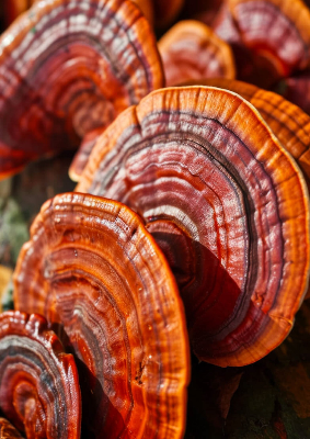 Reishi mushrooms growing in layered reddish-brown shelves