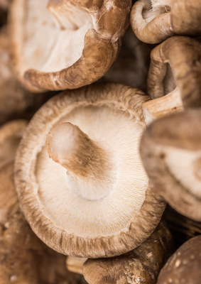Close up of fresh shiitake mushrooms